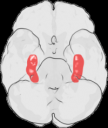 Hippocampus