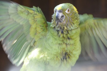 [Parrot News] What are you Stupid?