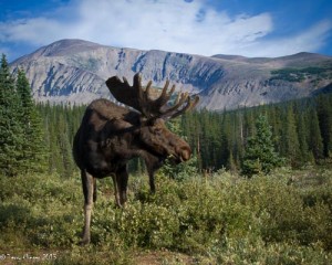 Moose Grazing