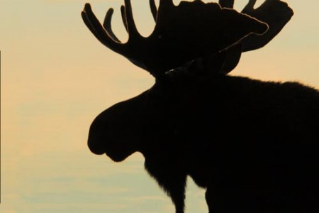 [Images from the Id] Encounters of the Moose...