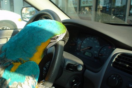 [Parrot News]- Sorry, Your Parrot Doesn’t...