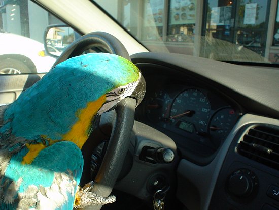 Parrot News- 020414- Driving