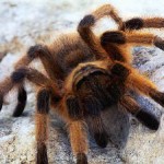 Cal Seething- 052515- tarantula