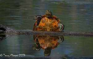 Painted Turtle-001