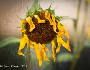 Sunflower-001