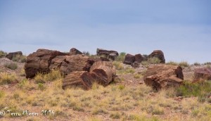 Petrified Forest-001-2