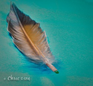 feather (1 of 1)