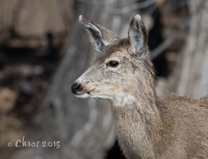 Deer (1 of 1)