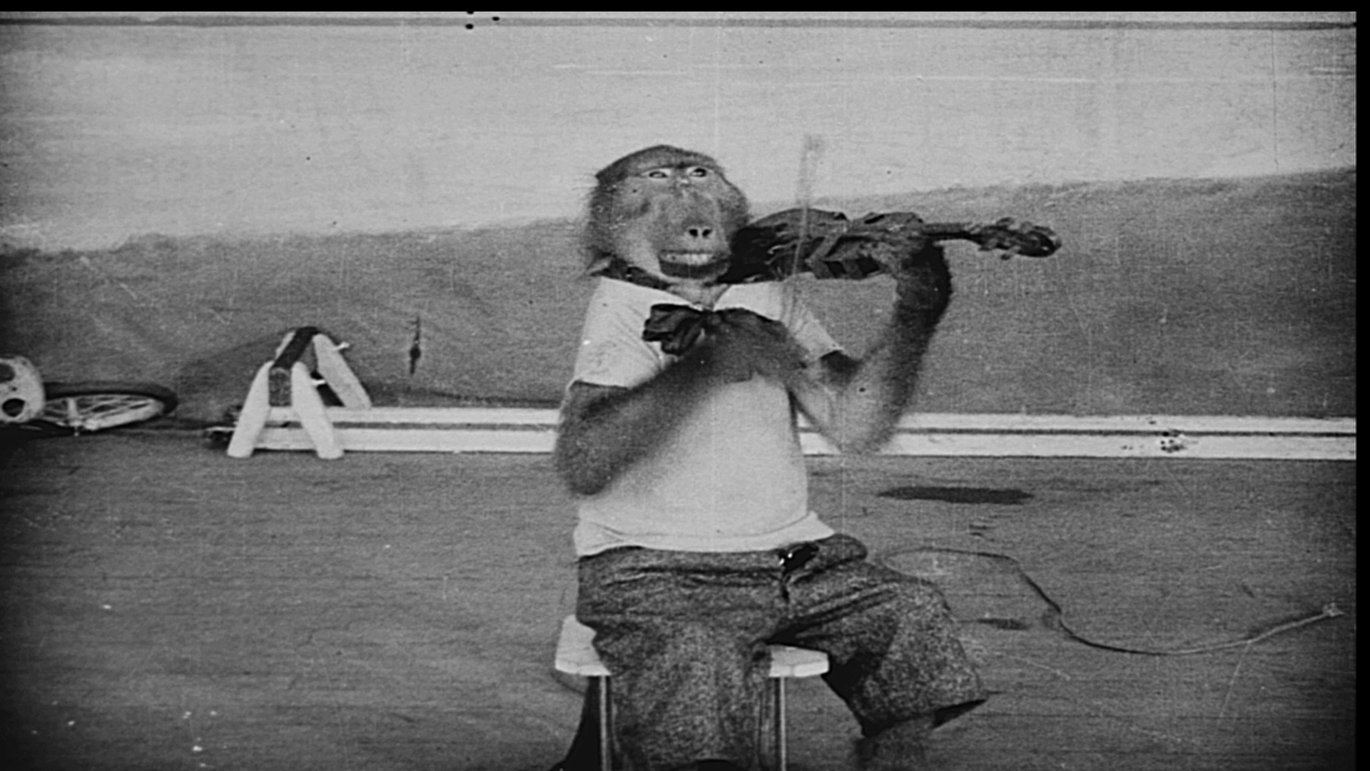 monkey-doing-tricks-and-playing-instrument_b1yJ_sjeS.mov.00_00_03_02.Still001